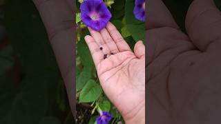 morning glory seeds, collecting seeds from morning glory plant #seeds #garden #morningglory #flowers