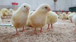 Is it Beneficial to Mix Chicken Breeds in Your Flock? Pros and Cons Explained