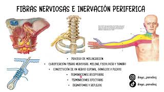 FIBRAS NERVIOSAS E INERVACIÓN PERIFÉRICA PT2 | HUSOS NEUROMUSCULARES, UNION NEUROMUSCULAR!