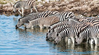 4k African Animals: Dorob National Park, Namibia - Scenic Wildlife Film With Calming Music