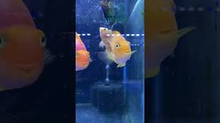 CICHLID FISHES || PARROT FISH #shorts #viral #fish #aquarium #fishing #cichlid #oscar #beautiful