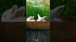 The Fun moment:  happy rabbbit family👪👪 #short #shorts