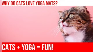 Yoga Mats: Cats' Favorite Takeover - Zen Practitioners!