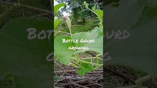 Bottle Gourd Growing