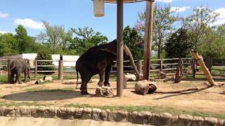 Elephant at Zoo