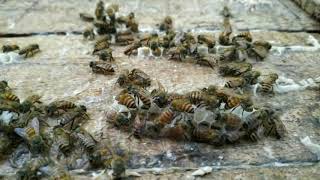 The Honey bees humming