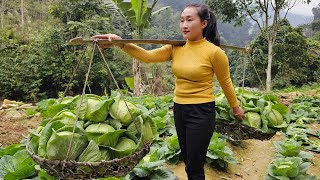 Harvest cabbage garden goes to the market sell - Cook bran for pigs from cabbage leaves | Ly Thi Tam