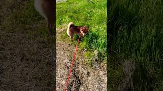 Shiba Inu eating grass