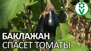 БАКЛАЖАН СПАСЕТ ТЕПЛИЦЫ ОТ КАТАСТРОФЫ! Паутинный клещ не пройдет!