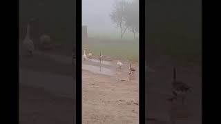 Ducks enjoying in winter | January 11,2023 #shorts