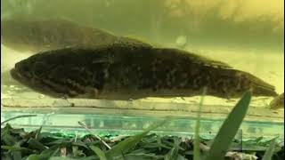 Rescuing the Southern Purple Spotted Gudgeon