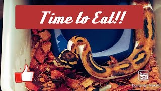 7 Different Ball Python Feedings in One Video??