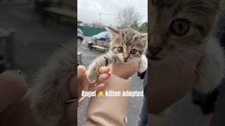 Angel kitten ending video