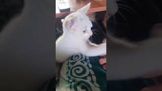 cutecat#cute cat#catslove#trending song #ilayaraja #kamal#shorts#