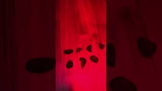 Cleanse your Moldavite in Infrared Light!