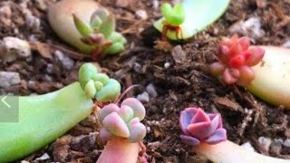 Why do Succulent Leaves die during Propagation? ⚠️ 🌱