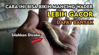 Cara Mancing Wader Agar Lebih Agresif Saat Makan Dan Dapat Banyak #microfishing #mancingwader