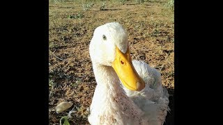 One duck survived a fox attack out of 17-Happy to be rescued-Day 2