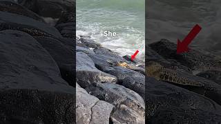 Man Rescues Sea Turtle From Between Rocks on Hawaiian Beach