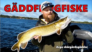 Gäddfiske i skärgården - Äntligen lite gäddflugfiske  [ Höstfiske efter gädda ]