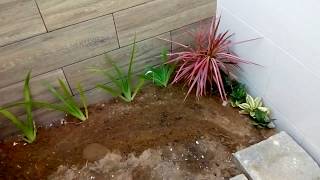 Plantinha que ganhei | troquei plantinha do jardim