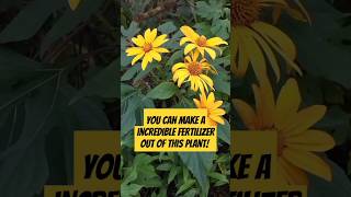 Grow This Plant For Amazing Fertilizer #shorts #fertilizer