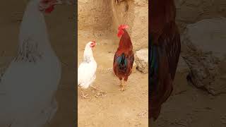 Aseel murga #birds #nature #viralvideo #ytshorts #animals #animal #birdlovers #beautiful #explore