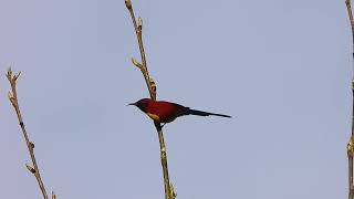 Mrs. Gould's sunbird, Tenzing Village, Arunachal Pradesh, March 24