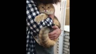 HOW TO HUG YOUR CAT   “Yes we do love each other a lot❤️