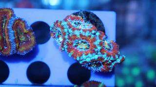 Rainbow Acan Pack 5/18