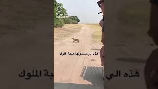 سنابات هذي الي يسمونها هيبة الملوك