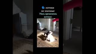 у меня активъ умеръ, котики, спасите #edit #мем #эдит #котики #cats #рофл