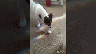 Jack Russell Terrier, Milo Having Fun With A Boiled Egg And New Toy, Funny😂