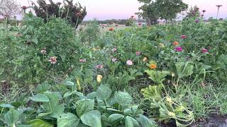 Peaceful Nature - Watering Zinnias