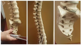 Позвоночник - Columna vertebralis #анатомия_человека