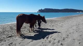 20190317 101001 cavallo al poetto