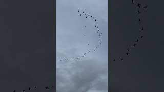 Geese Losing Their V Formation