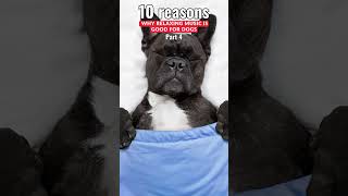 Check out our 2 hours of relaxing music for dogs. Dog music relaxing. Calm dog music for sleep