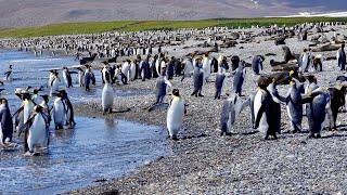 3/5 Salisbury Plain, South Georgia