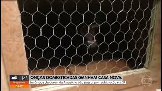 Onças ganham casa nova em ONG de Jundiaí, em SP