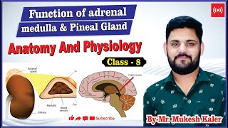 Function of  Adrenal Medulla || Function of Pineal Gland || Anatomy and Physiology || By M.K.SIR