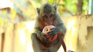 Survival Chicken Eating With Cute Baby Monkey