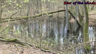 # 228 2022-04-16 Źródliska Wypaleniska Puszcza Bydgoska Poland (V)