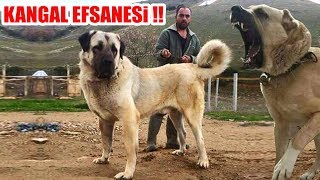 Kangal Efsanesi !! ( Dünyanın En Büyük ve Güçlü Köpeği Hangisi ? ) stongest bogs'' biggest dogs