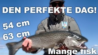 DEN PERFEKTE DAG!! 🐟 Mange og store fisk 🎣 Havørred Fiskeri