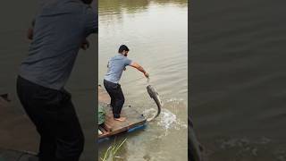 Big Size Cat Fish Catchup 🙆‍♂️😮#fish #biggfish #fishing #fishingvideo #viralvideo #shortsvideo