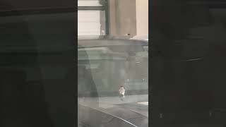 Bird uses my car as a slide