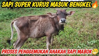 SAPI KURUS MASUK BENGKEL..!! PROSES PENGGEMUKAN PEDETAN SAPI PERANAKAN KERING KEREMPENG