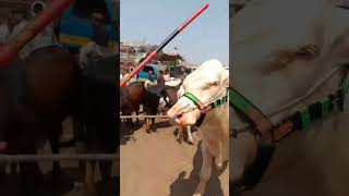 Australian bull abhi tu kheera hy janab found in malir full vlog upload hy #mashallahgoatfarmawadh