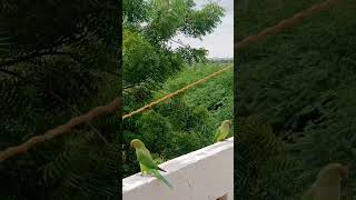 parrot point #nature #two cute parrot#parrotparrot #